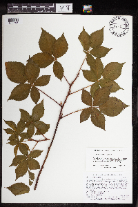 Rubus superioris image