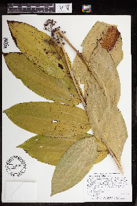 Maianthemum racemosum image