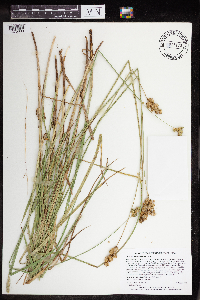 Carex merritt-fernaldii image