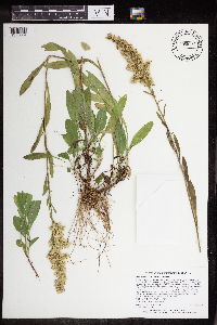 Solidago nemoralis subsp. nemoralis image