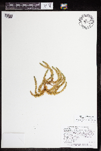 Huperzia appressa image