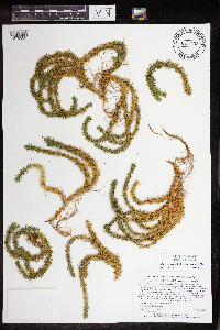 Huperzia selago image