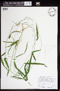 Cinna latifolia image