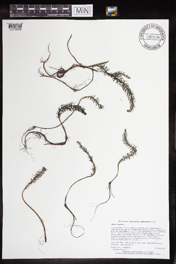 Hippuris vulgaris image