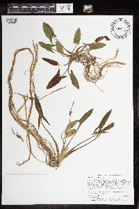 Sagittaria latifolia image