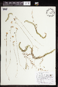 Utricularia intermedia image