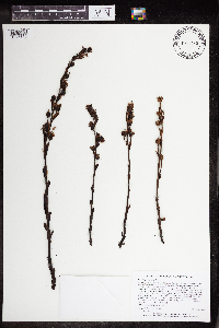 Monotropa hypopitys image
