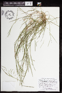 Torreyochloa pallida var. fernaldii image