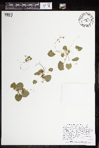 Viola minuscula image