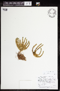 Huperzia x josephbeitelii image