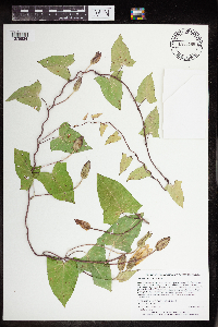 Calystegia sepium image