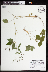 Cryptotaenia canadensis image