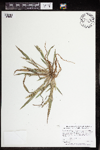 Echinochloa muricata image
