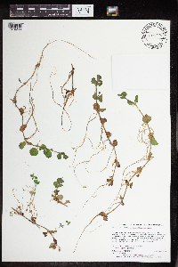 Erythranthe geyeri image