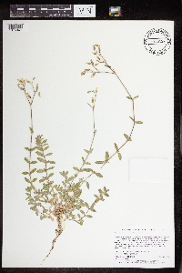 Cerastium fontanum image