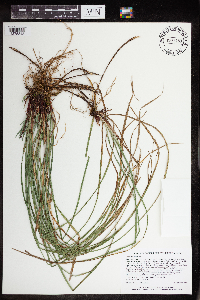Carex woodii image