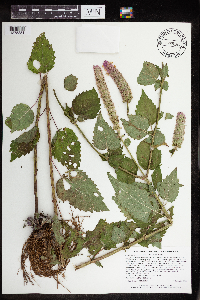 Agastache scrophulariifolia image