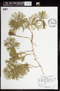 Diphasiastrum digitatum image
