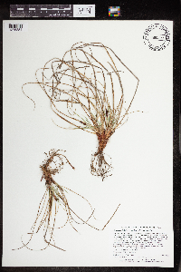 Carex inops image