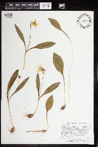Erythronium albidum image