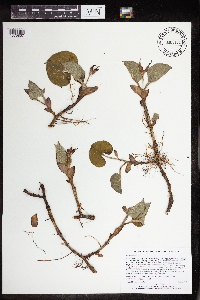 Asarum canadense image