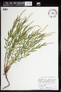 thumbnail image of current specimen