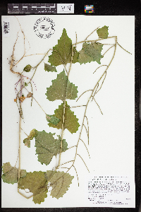 Alliaria petiolata image
