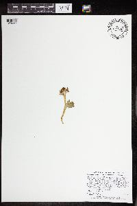 Botrychium michiganense image