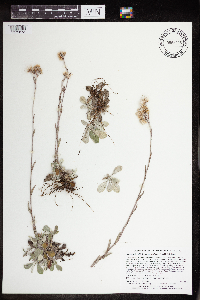 Antennaria howellii subsp. petaloidea image