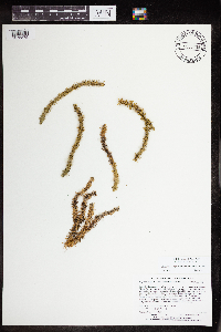 Huperzia selago image