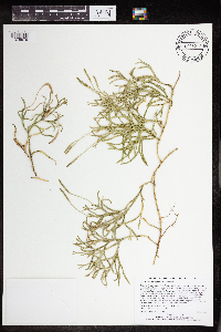 Diphasiastrum complanatum image