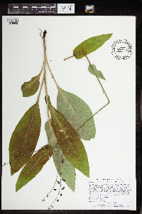 Cynoglossum virginianum var. boreale image