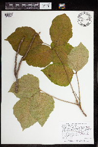 Toxicodendron rydbergii image