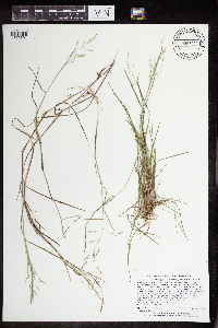Torreyochloa pallida var. fernaldii image