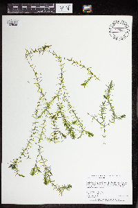 Elodea nuttallii image