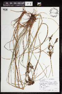 Scirpus atrocinctus image
