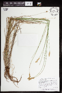 Carex merritt-fernaldii image