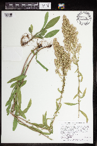 Solidago nemoralis subsp. nemoralis image