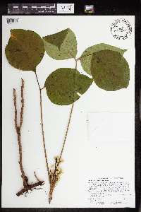 Toxicodendron rydbergii image