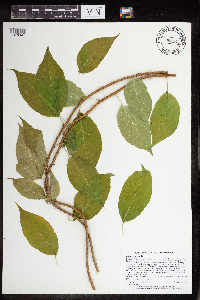 Celastrus scandens image