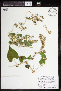 Fallopia scandens image