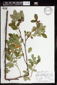 Rosa acicularis image