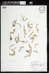 Lycopodiella inundata image