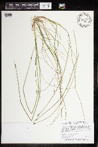 Schoenoplectus subterminalis image