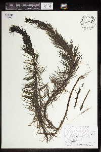 Hippuris vulgaris image