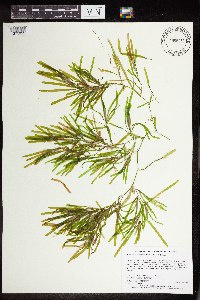Potamogeton obtusifolius image