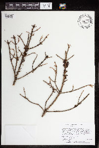 Arceuthobium pusillum image