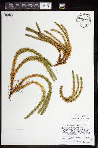 Huperzia selago image