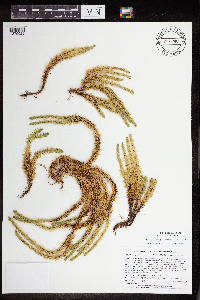 Huperzia selago image