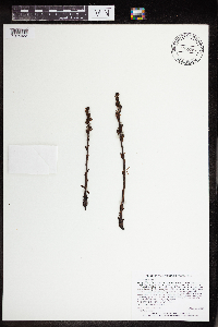 Monotropa hypopitys image